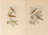 John Gould, Curruca Orphea and Alauda Arborea, circa 1862-73, and Henry Richter (English) Hand Colored Lithographs on Paper