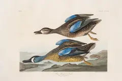John James Audubon, Untitled, Engraving with Etching, Aquatint, and Hand-coloring on J Whatman Paper, Ca. 1836, 'Blue-Winged Teal (Pl
