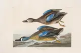 John James Audubon, Untitled, Engraving with Etching, Aquatint, and Hand-coloring on J Whatman Paper, Ca. 1836, 'Blue-Winged Teal (Pl