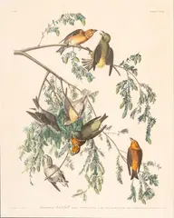John James Audubon, American Crossbill, Plate 197, circa 1827-38, Hand Colored Engraving with Aquatint on J Whatman Paper