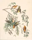 John James Audubon, American Crossbill, Plate 197, circa 1827-38, Hand Colored Engraving with Aquatint on J Whatman Paper