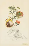 Grenade Et L'Ange, from FlorDali/Les Fruits by Salvador Dalí, 1969, Photolithograph with Engraving on BFK Rives Paper, sold Feb 2026