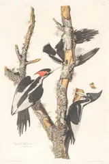 John James Audubon, by Robert Havell Hand Colored, Engraving with Etching and Aquatint on J. Whatman Paper 1829
