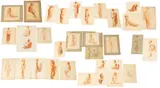 Charles Waltensperger, Untitled, Pastel on Paper Model Studies, Early 20th C., 10" X 12" to 17" X 14"