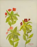 Frederick Papsdorf, Sultana Impatiens, 1976, Oil on Canvas