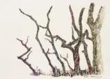 Joseph Solomon, Trees, 1974, Monoprint on Paper