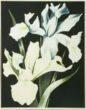 Lowell Blair Nesbitt, White Iris, 1978, Screenprint in Colors on Wove Paper