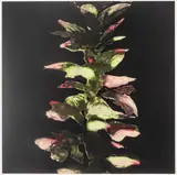 Donald Sultan, Acanthus (from the Fruits And Flowers III Series), 1992, Screenprint in Colors on Wove Paper