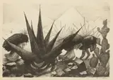 José Clemente Orozco, Maguayes Y Nopales, 1928, Lithograph on Paper