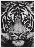 Robert Longo, Tiger, 2012, Pigment print