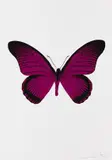 Damien Hirst, The Souls IV, 2010, Print