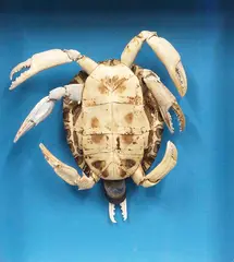 Athena Vida, Testuda Crustacea, 2011, Collage