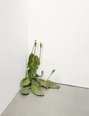 Tony Matelli, Weed, 2009, Painted bronze. Approx