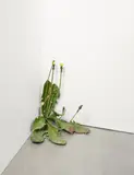 Tony Matelli, Weed, 2009, Painted bronze. Approx