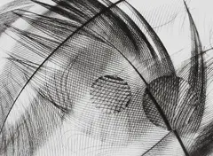 Peter Keetman, Federn, c. 1985, Gelatin silver print