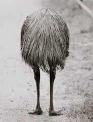 Walter Sittig, Emu, 1978, Ferrotyped gelatin silver print, printed