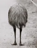 Walter Sittig, Emu, 1978, Ferrotyped gelatin silver print, printed