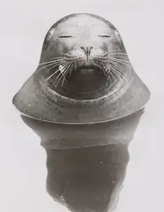 Walter Sittig, Seehund, 1976, Ferrotyped gelatin silver print, printed