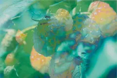 Untitled by Peter Fischli and David Weiss, 1997-98, Digital inkjet print, printed, sold Jun 2026