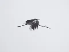 Jochen Lempert, Anschütz, 2007, Gelatin silver print