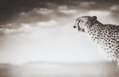 Nick Brandt, Cheetah looking over Plains. Massai Mara, 2004, Archival pigment print on Hahnemühle laid paper