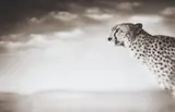 Nick Brandt, Cheetah looking over Plains. Massai Mara, 2004, Archival pigment print on Hahnemühle laid paper