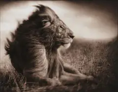 Nick Brandt, Lion Before Storm II, Stitting Profile, Massai Mara, 2006, Archival pigment print on Hahnemühle laid paper