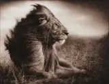 Nick Brandt, Lion Before Storm II, Stitting Profile, Massai Mara, 2006, Archival pigment print on Hahnemühle laid paper