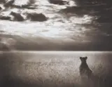 Nick Brandt, Lioness looking out over Plains, Massai Mara, 2004, Archival pigment print on Hahnemühle laid paper