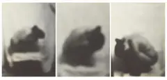 Kiki Smith, Untitled, 1993-1996, 3-part work: each photograph on glass. Each