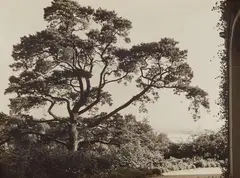Parc landscape, Hamburg-Blankenese by Albert Renger-Patzsch, 1928, Vintage gelatin silver print, sold Dec 2025