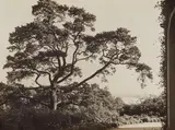 Albert Renger-Patzsch, Parc landscape, Hamburg-Blankenese, 1928, Vintage gelatin silver print