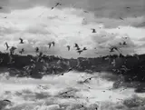 Mario Giacomelli, Untitled