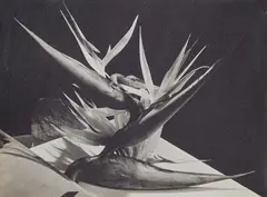 Man Ray, Strelitzia, 1940s, Vintage gelatin silver print