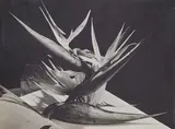 Man Ray, Strelitzia, 1940s, Vintage gelatin silver print