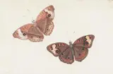 Johannes van Bronckhorst, Two Butterflies, Gouache on paper