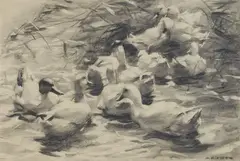Alexander Koester, Ducks in the reeds, Coal on paper