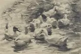 Alexander Koester, Ducks in the reeds, Coal on paper