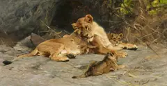 Wilhelm Kuhnert, A Lioness with Three Cubs, Oil on canvas