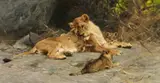 Wilhelm Kuhnert, A Lioness with Three Cubs, Oil on canvas