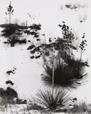Brett Weston, White Sands, New Mexico