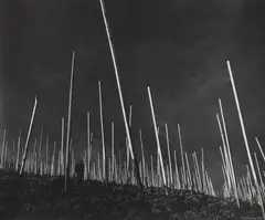 Robert Häusser, Weinberg, 1955, Gelatin silver print, printed later