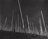 Robert Häusser, Weinberg, 1955, Gelatin silver print, printed later