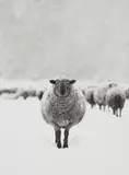 Walter Sittig, Schaf, Hann. Münden, 1966, Gelatin silver print, printed later