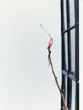 Lily by Wolfgang Tillmans, 1997, Chromogenic print on Fujicolor-Professional paper, printed, sold Nov 2024