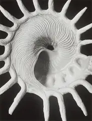 Muscheln und Schnecken by Alfred Ehrhardt, 1938, Portfolio containing 12 gelatin silver prints, printed, sold Nov 2024