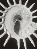 Alfred Ehrhardt, Muscheln und Schnecken, 1938, Portfolio containing 12 gelatin silver prints, printed