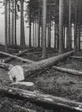 Albert Renger-Patzsch, Einschlag im Fichtenwald