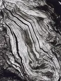 Peter Keetman, Aus einem alten Baum