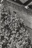 André Kertész, Paris